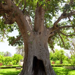 Ancient Sycamore tree in Jericho, Israel