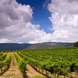 vineyards in the Galilee